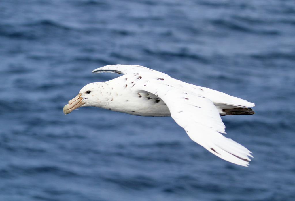 The White Morph - Heritage Collection Kaikoura Exterior photo